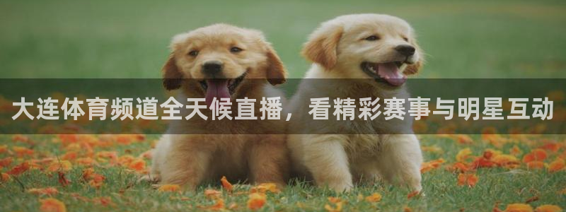 51视频在线直播nba：大连体育频道全天候直播，看精彩赛事与明星互动